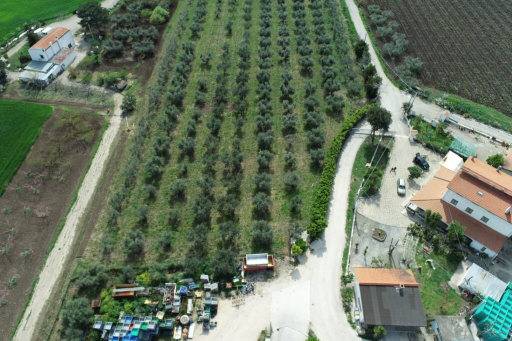 Gli uliveti accanto al frantoio